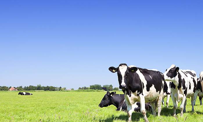 vacas-prado-verde.jpg