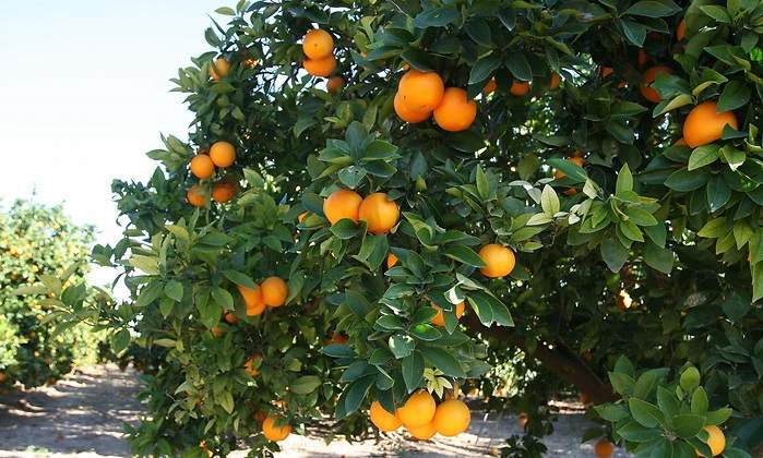 Naranja333.jpg