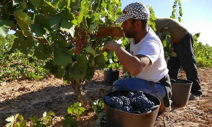 ribera-de-duero-1.jpg