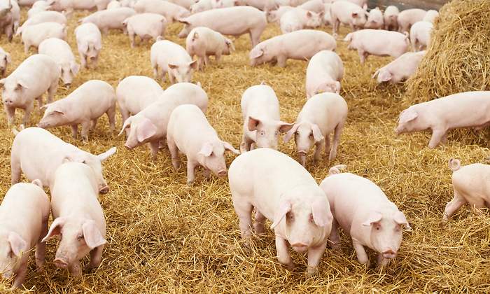 La cotizacin de la carne de cerdo se dispara