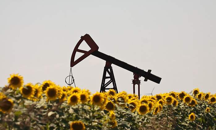 martillo-girasoles.jpg