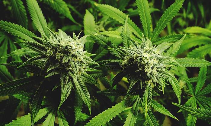cannabis.jpg