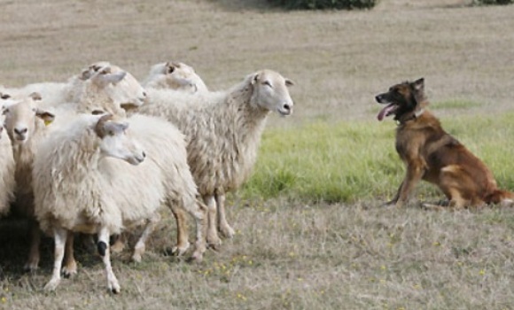 perro-pastor-efe-580x350.jpg