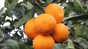 naranjas