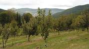 manzanas