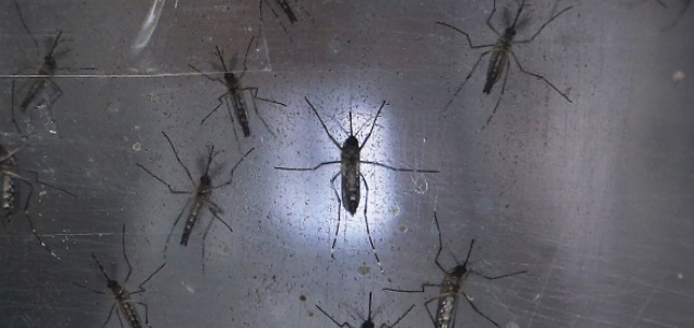 zika-mosquito-getty.jpg