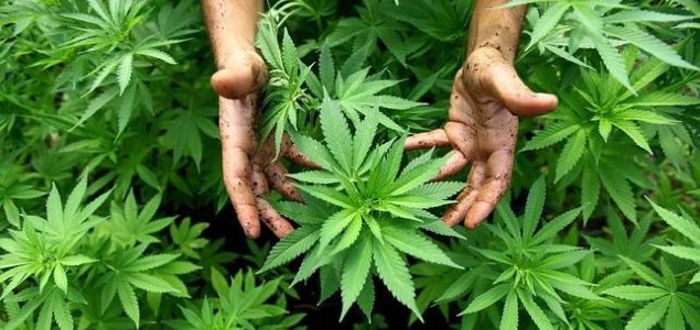 marihuana.jpg