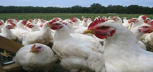 635x300agrosuper.jpg