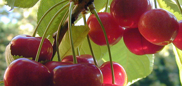 cerezas.jpg