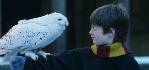 PETA acusa a Harry Potter de maltratar b?hos y lechuzas ...
