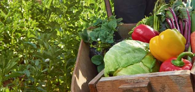 campo-agricultura-latam_635.jpg