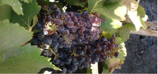 uvas-vino_635.jpg