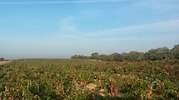 bodega-matasnos-1.jpg