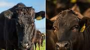 vacas-chocolate-1.jpg