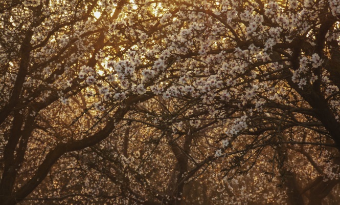 almendros-flor.jpg