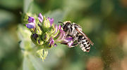 abeja-2.jpg