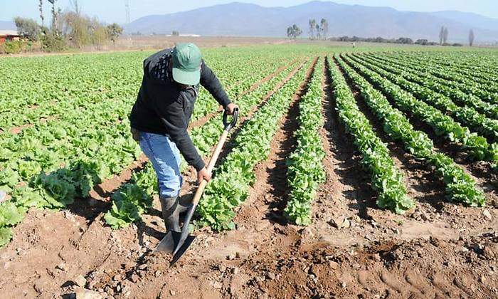 agricultor.jpg