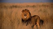 leon-savana-700.jpg