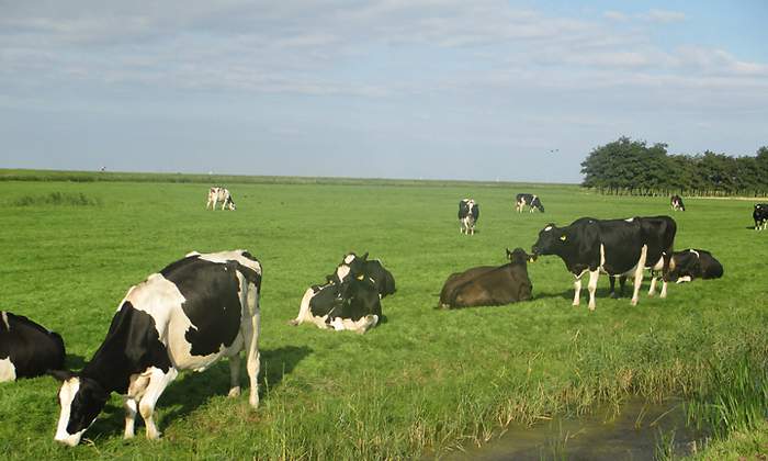 vacas