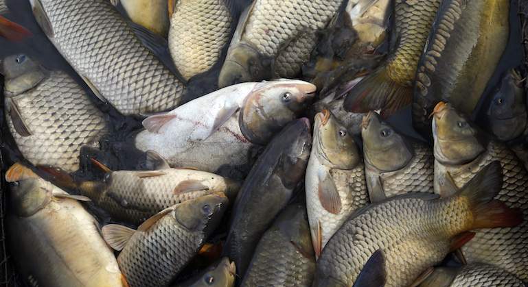 pescado-reuters.jpg