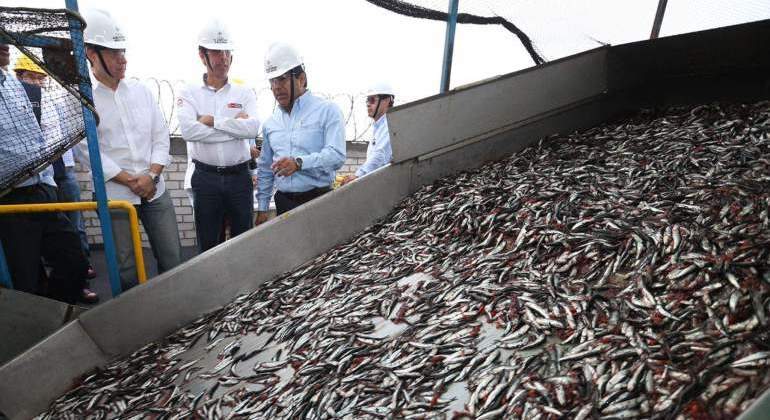 anchoveta