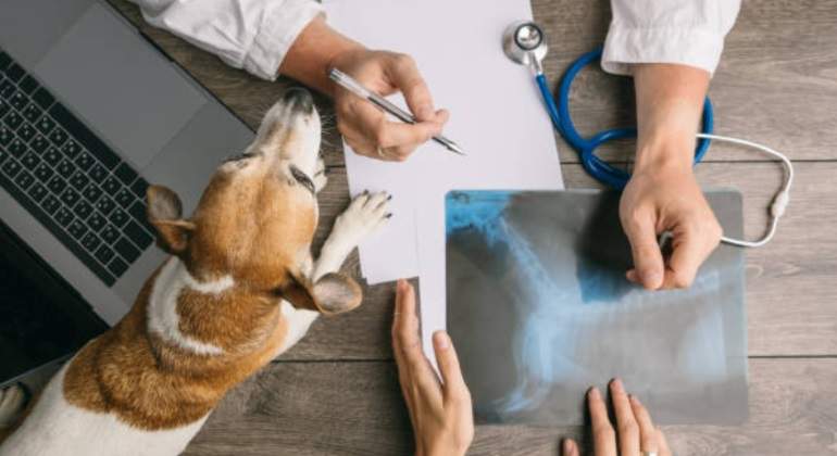 veterinario-istock-770.jpg