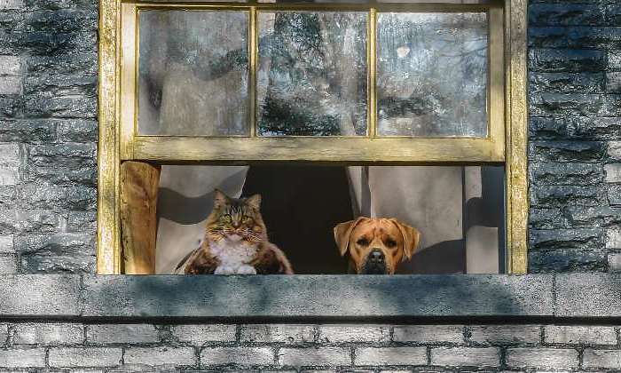 gato-perro-ventana-casa-770-dreamstime.jpg