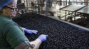 aceituna-negra-trabajadora-770.jpg