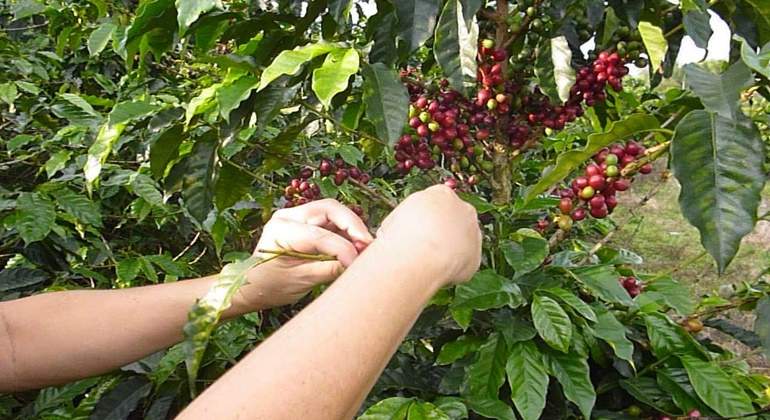 cafe-colombia