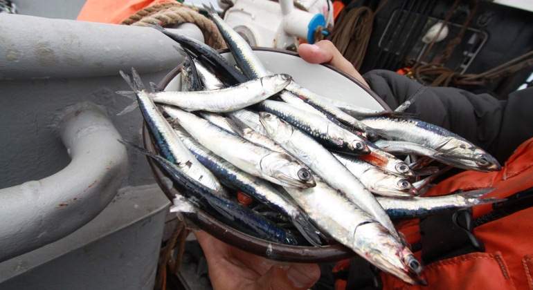 anchoveta770.jpg