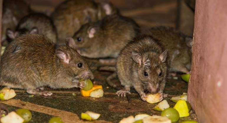 ratas-comiendo-770x420-dreamstime.jpg