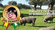 web-pig-demont.jpg