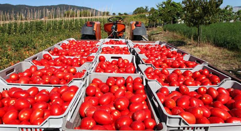 tomateros-770-istock.jpg