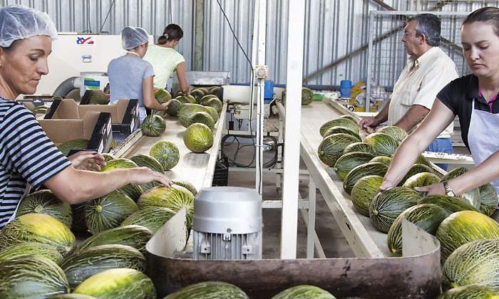 campaa-melon