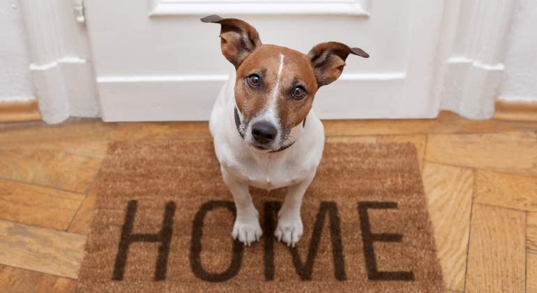 perro-casa-dreamstime.jpg