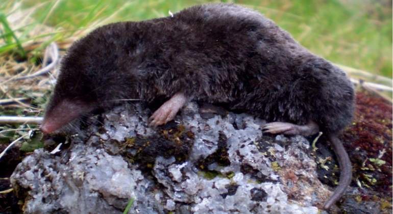 nueva-especie-SN-Tabaconas-Namballe.jpg