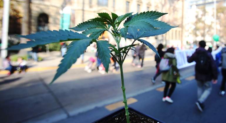 planta-marihuana-marcha-efe.jpg