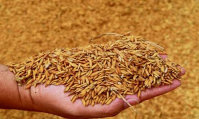 arroz