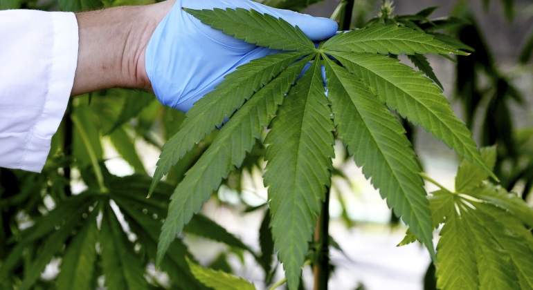 Marihuana