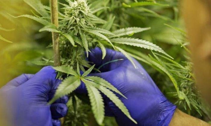 marihuana-770x420.jpg