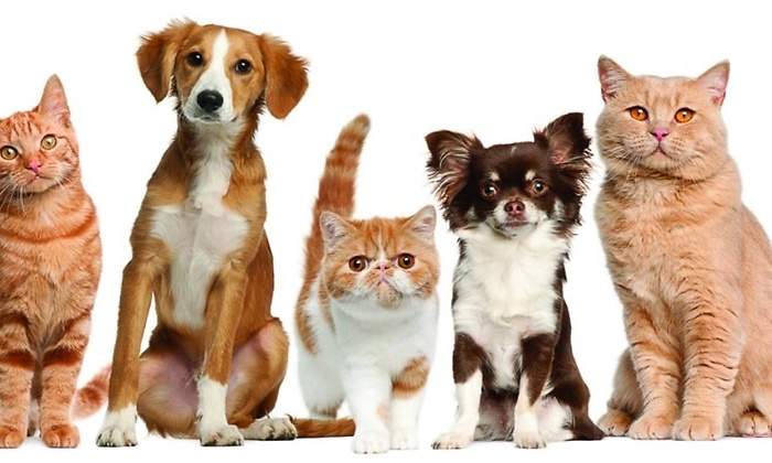 perros y gatos