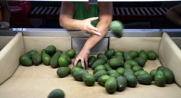 trabajador-aguacates-separa-peso-nayarit-mexico.jpg