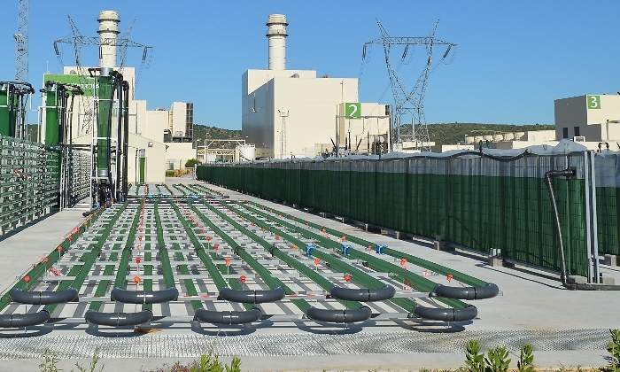 algaenergy.jpg