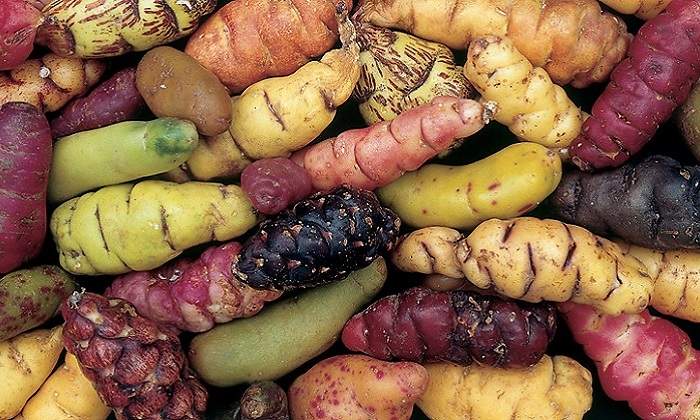 oca770.jpg