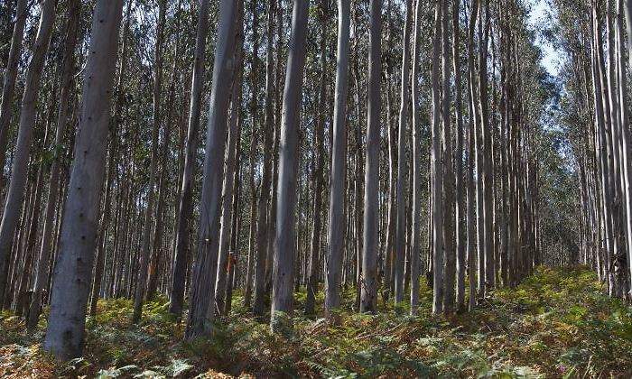 bosque-arboles-770.jpg