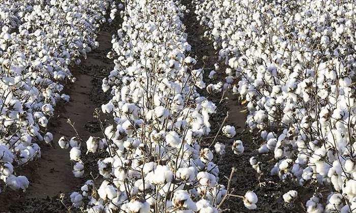 cotton-usa
