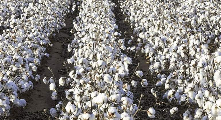 cotton-usa