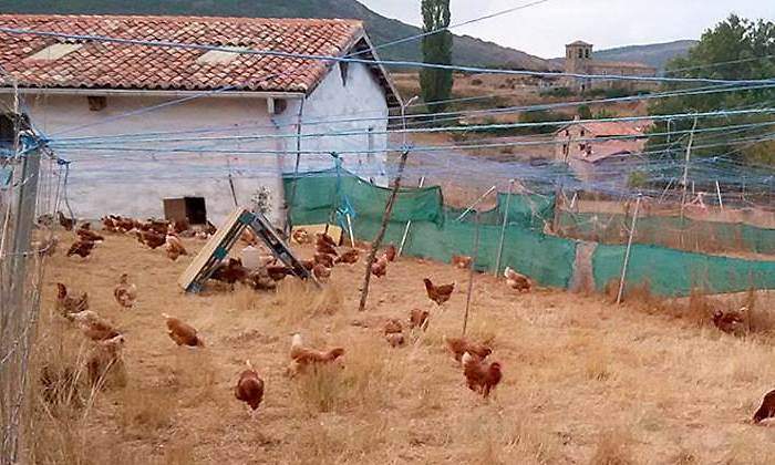 gallinas-felices-770.jpg