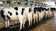 vacas-granja.jpg
