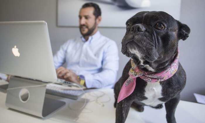 perro-trabajo.jpg